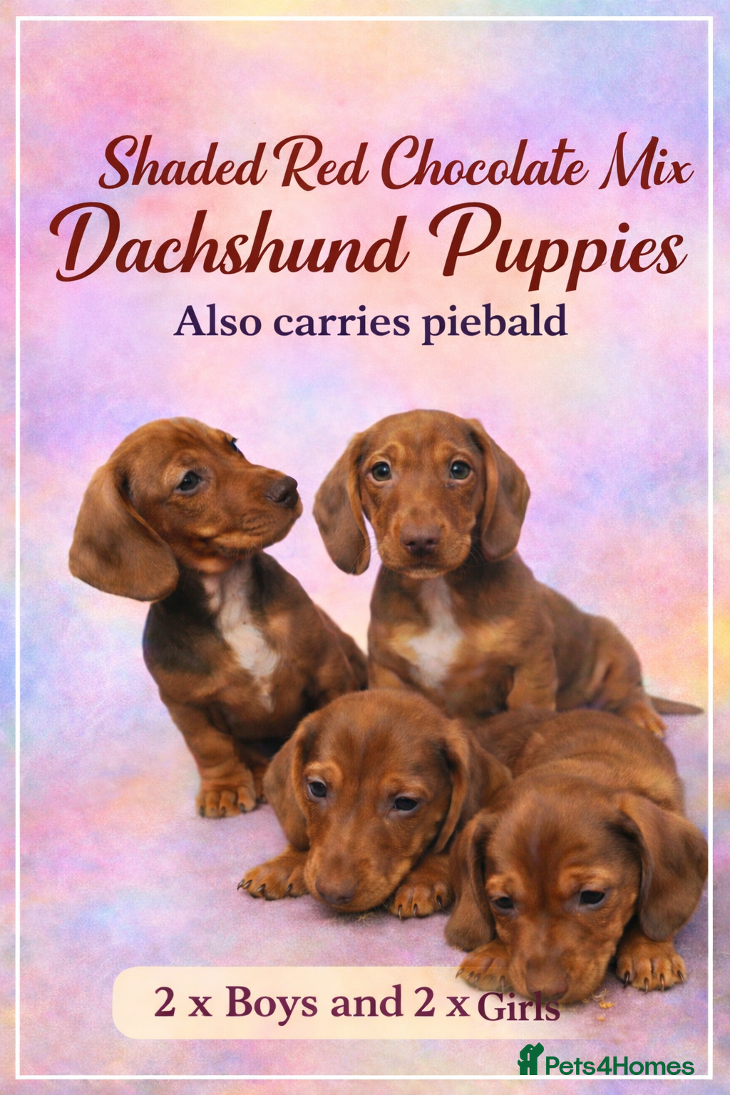 Dachshund dogs Dachshund choc-based-red puppies available now!! - Advert 6