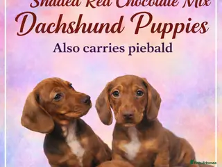 Dachshund dogs Dachshund choc-based-red puppies available now!! - Advert 6