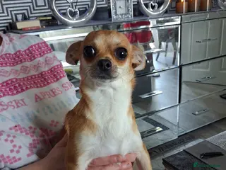 Chihuahua dogs Julia - Advert 10