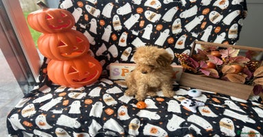 Miniature Poodle dogs - Advert 2