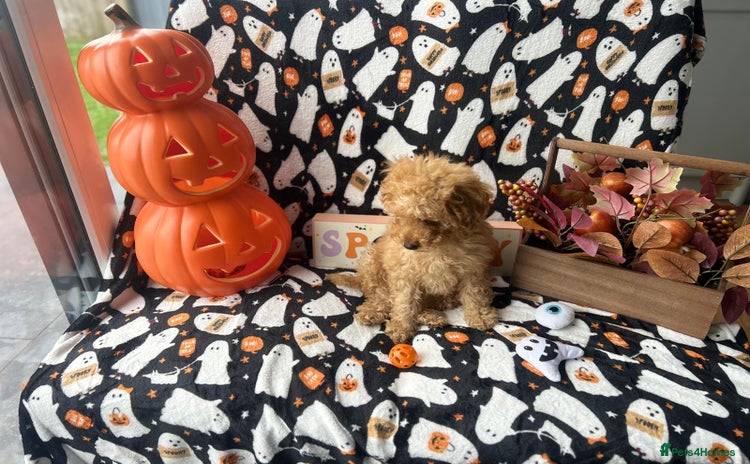 Miniature Poodle dogs - Advert 10