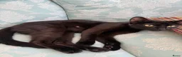 Domestic Shorthair cats for sale: 5 domestic shorthair kittens  - Advert 2