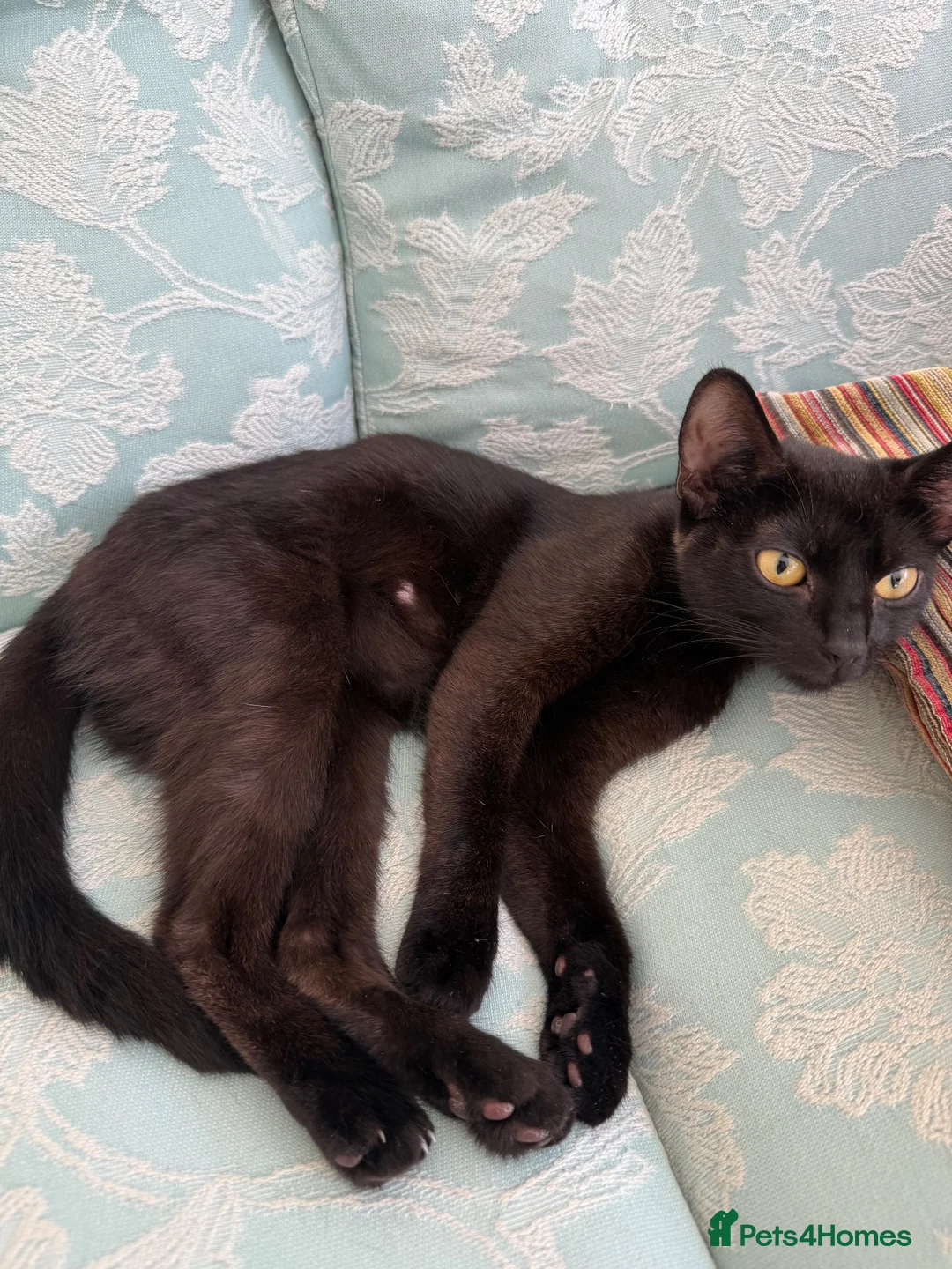 Domestic Shorthair cats for sale: 5 domestic shorthair kittens  - Advert 2