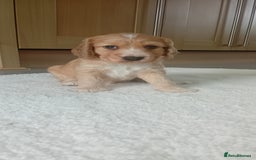 Cocker Spaniel dogs for sale: QUALITY COCKER SPANIAL PUPPIES VARIOUS COLOURS - Image 3