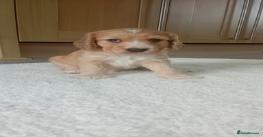 Cocker Spaniel dogs - Advert 10