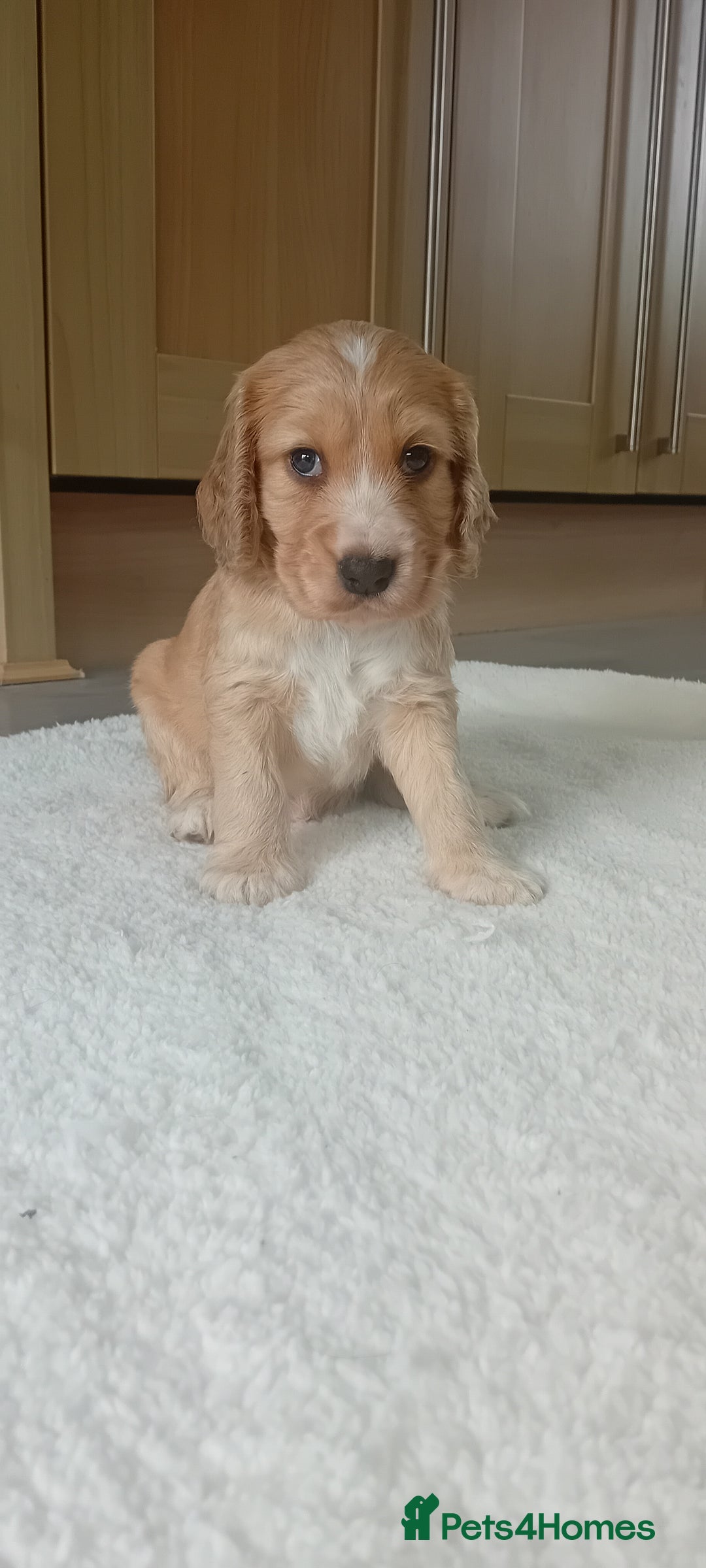Cocker Spaniel dogs for sale: QUALITY COCKER SPANIAL PUPPIES VARIOUS COLOURS - Image 3