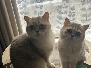 British Shorthair cats BLUE GOLDEN British shorthair female - Advert 5