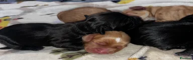 Golden Cocker Spaniel Puppy (Boy)