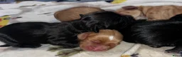 Cocker Spaniel dogs for sale: 5 Cocker Spaniel Puppies for Sale - Advert 8