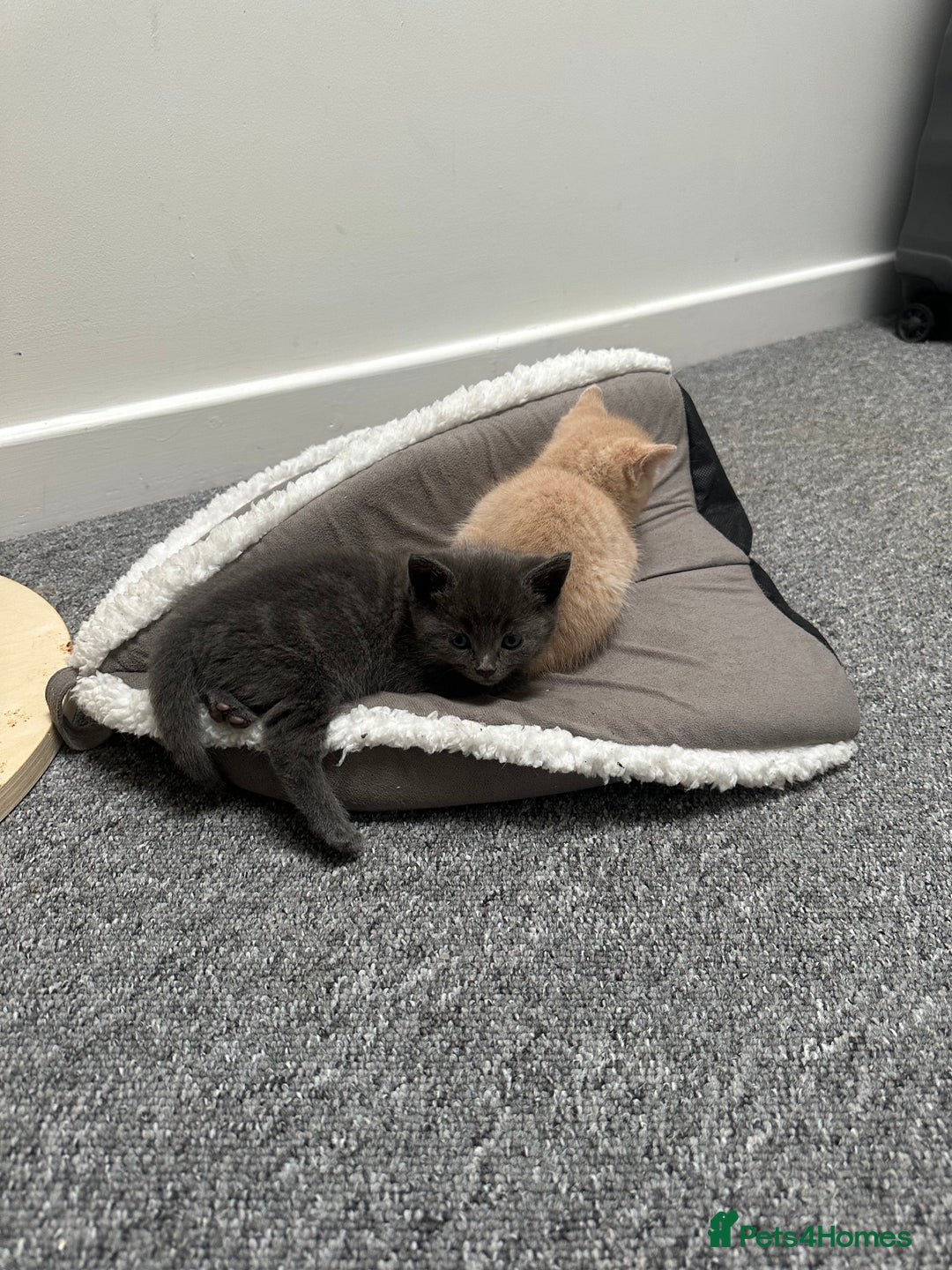 Mixed Breed cats for sale: Beautiful litter of playful kittens  - Advert 1