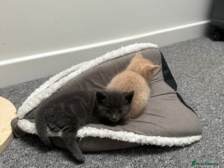 Mixed Breed cats Beautiful litter of playful kittens - Advert 2