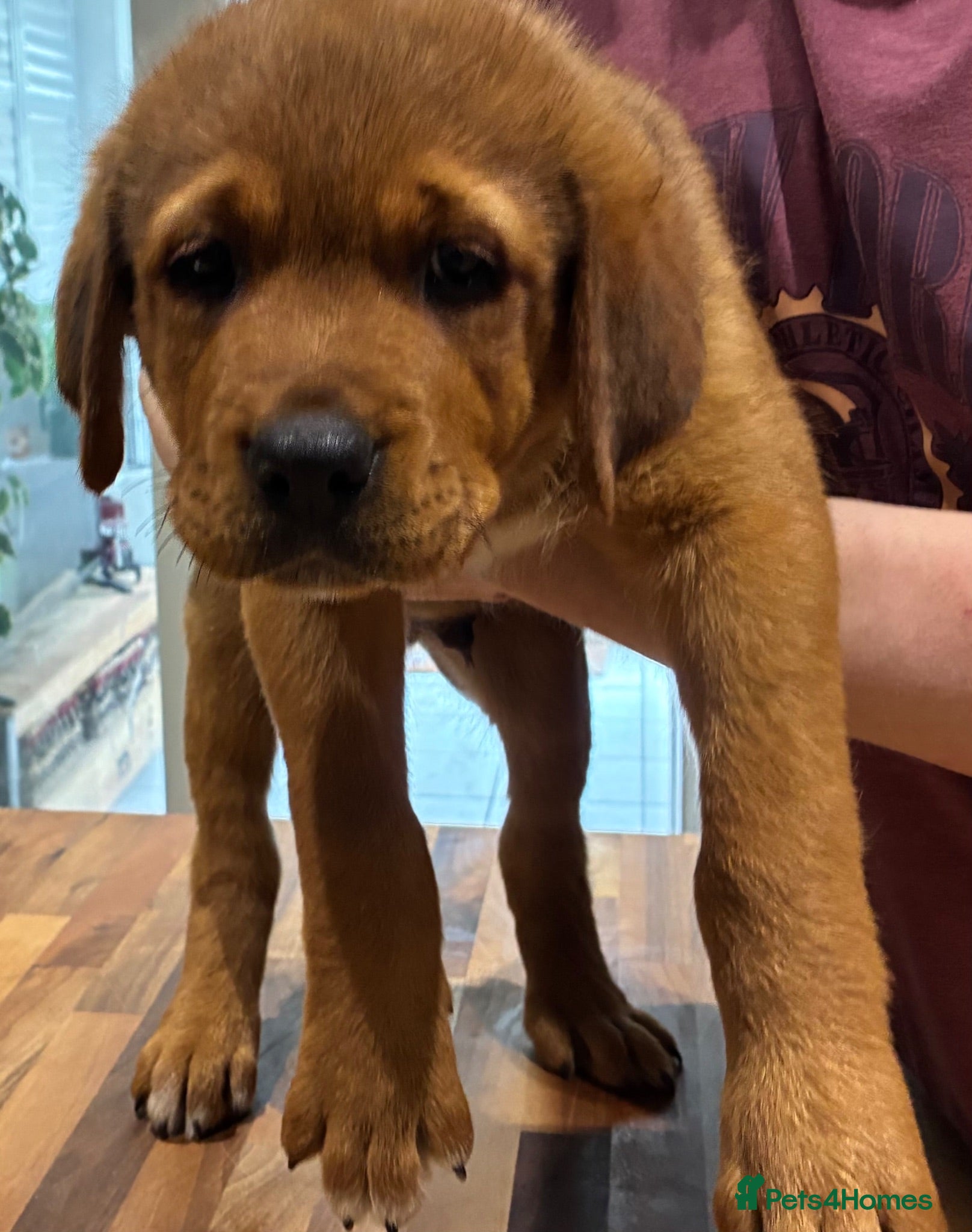 Mixed Breed dogs Central Asian Shepard x Rottweiler Puppies - Advert 2