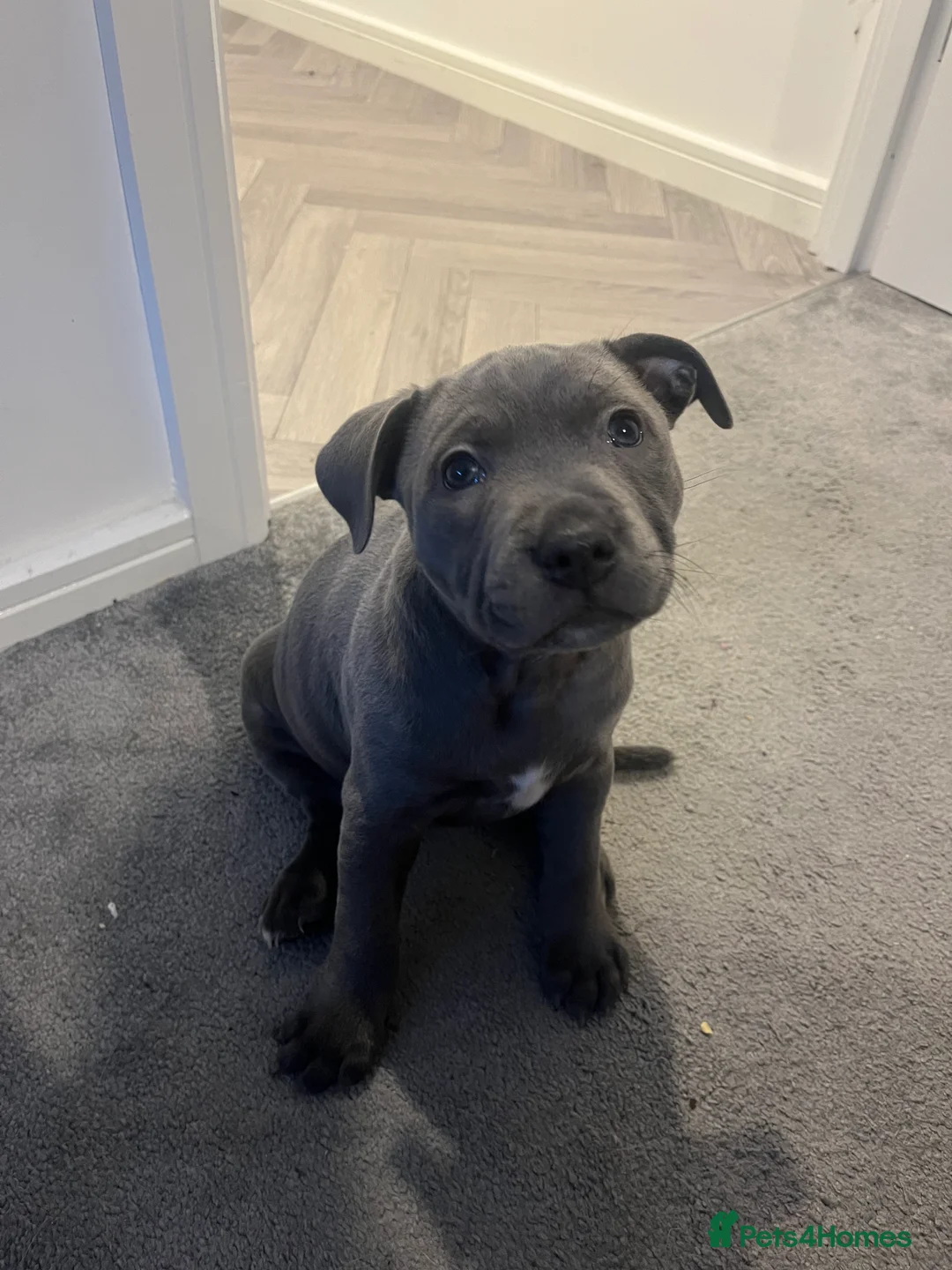 Staffordshire Bull Terrier dogs for sale: Gorgeous staffy for sale  - Advert 4