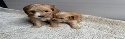 Cavapoo dogs for sale: 🐶Gorgeous gold&white cavapoos🐶 - Advert 7