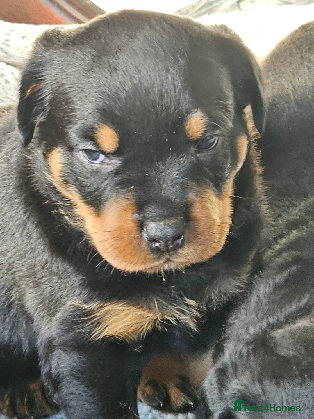 Rottweiler dogs for sale: Pure breed Rottweiler  - Image 13
