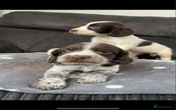 Cocker Spaniel dogs for sale: Cocker Spaniel Puppy’s  - Image 14
