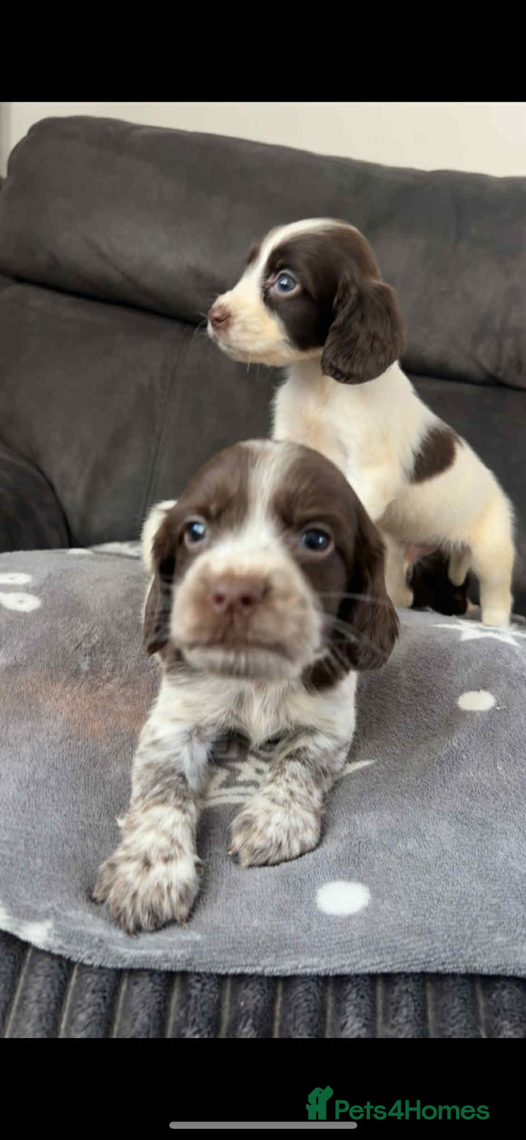 Cocker Spaniel dogs for sale: Cocker Spaniel Puppy’s  - Image 14