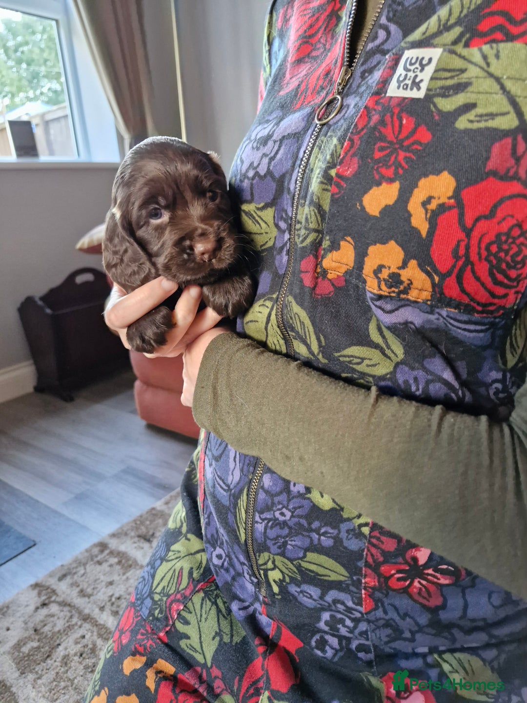Cocker Spaniel dogs for sale: KC working cocker spaniels pups - Image 3