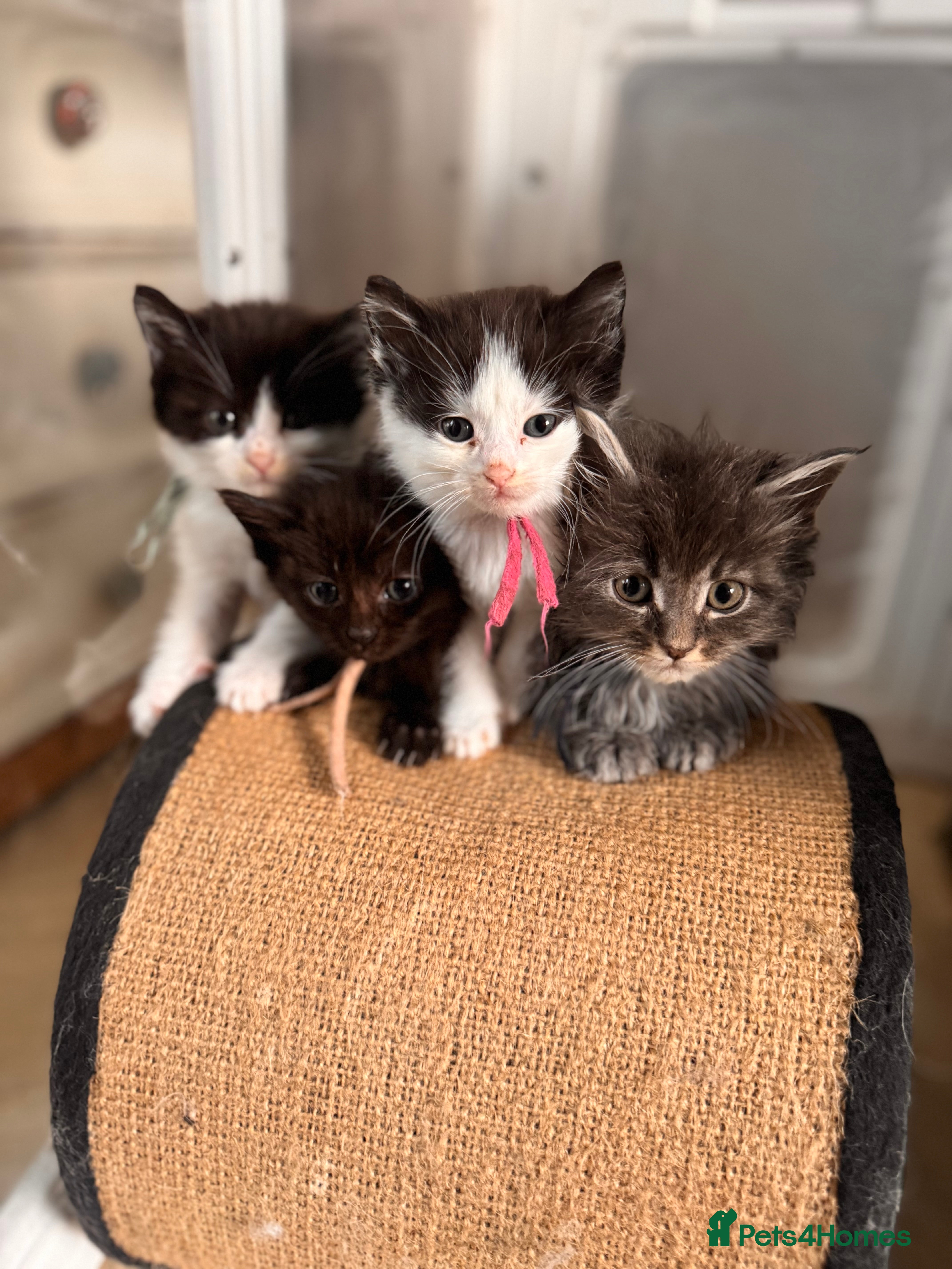 Mixed Breed cats Mainecoon cross kittens  - Advert 1