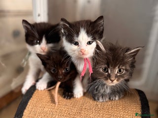 Mixed Breed cats Mainecoon cross kittens - Advert 4
