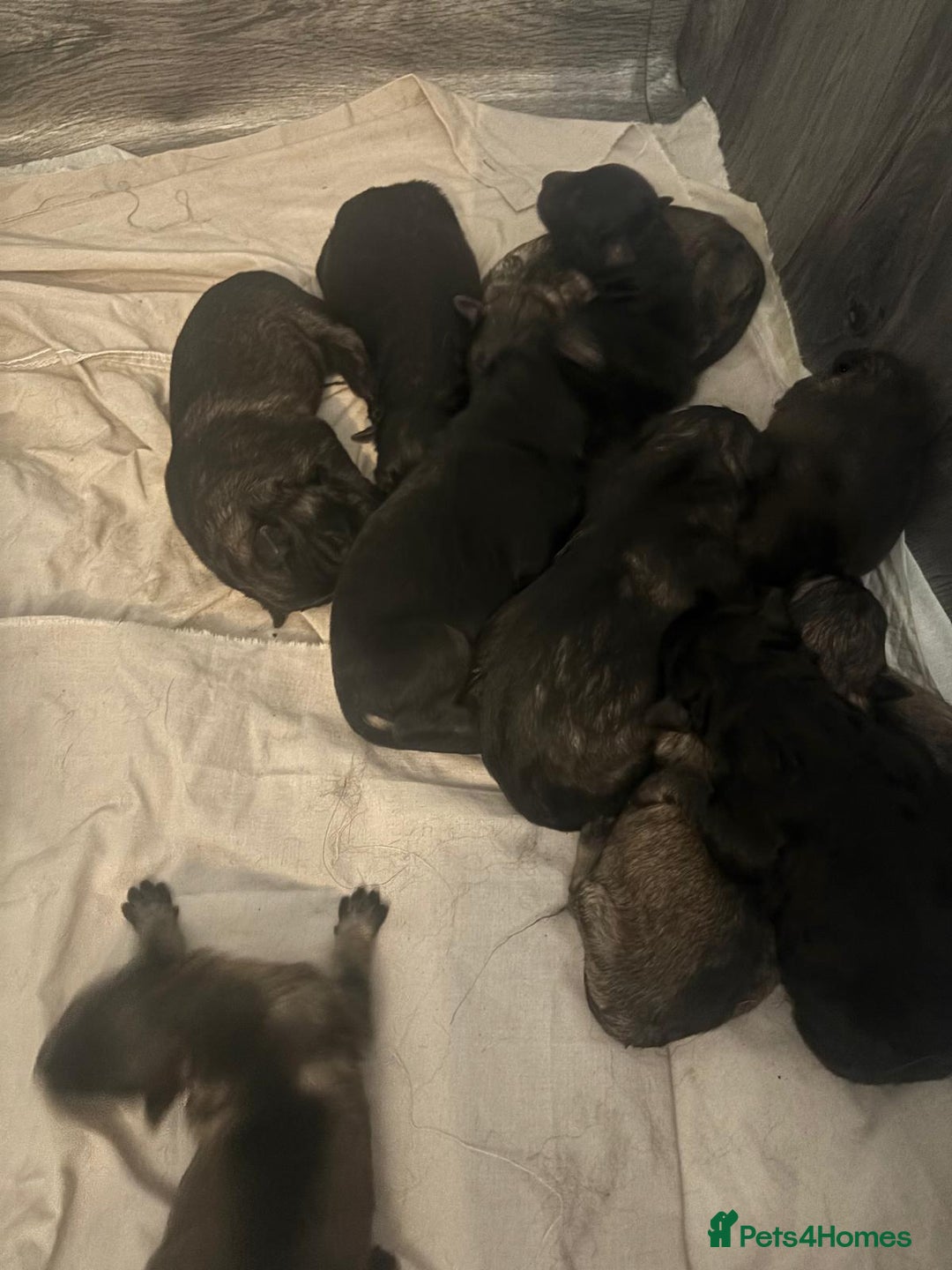 German Shepherd dogs for sale: Beautiful German Shepard puppies - Image 22