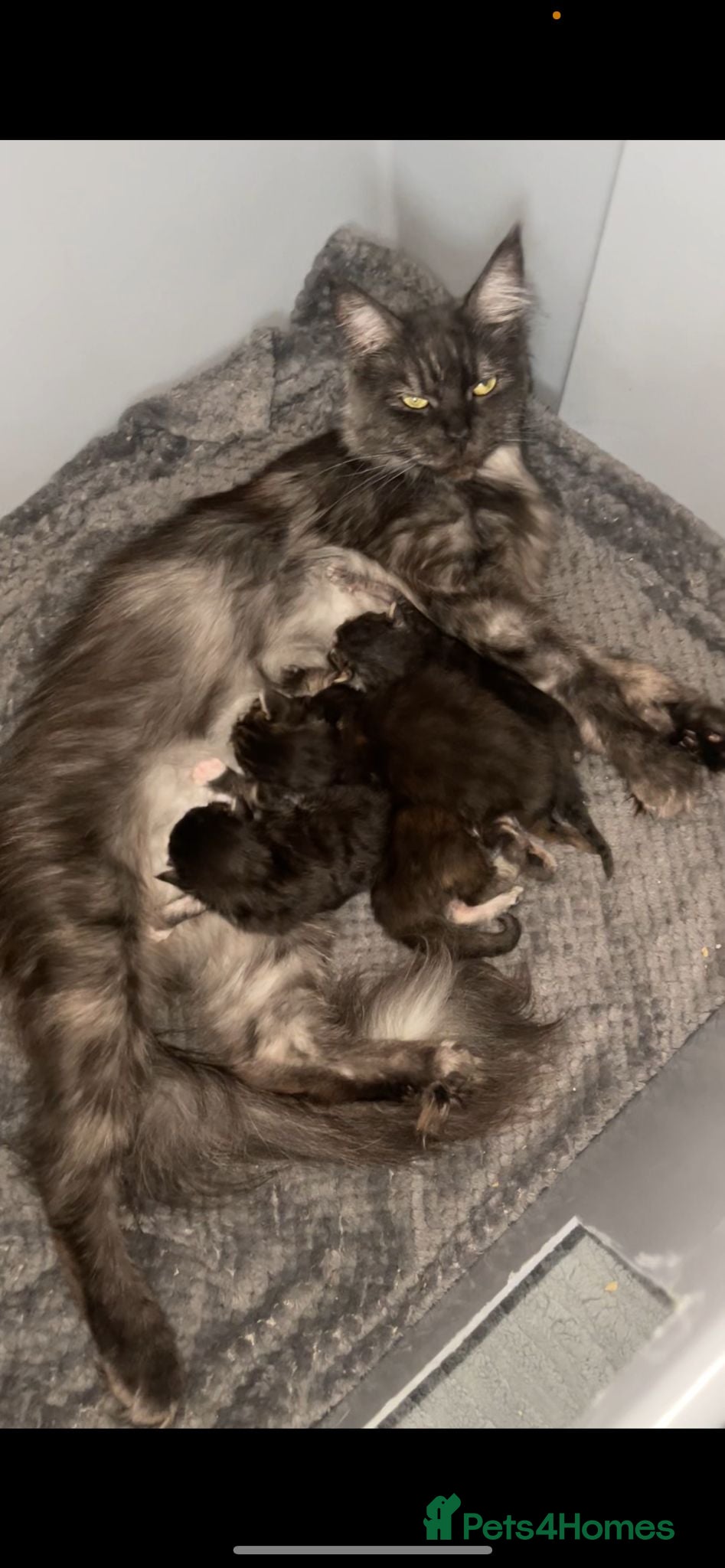 Maine Coon cats Maine Coon kittens 2 boys 1 girl Silver Tabbies - Advert 16