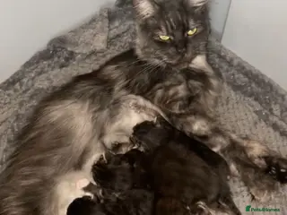 Maine Coon cats Maine Coon kittens 2 boys 1 girl Silver Tabbies - Advert 16