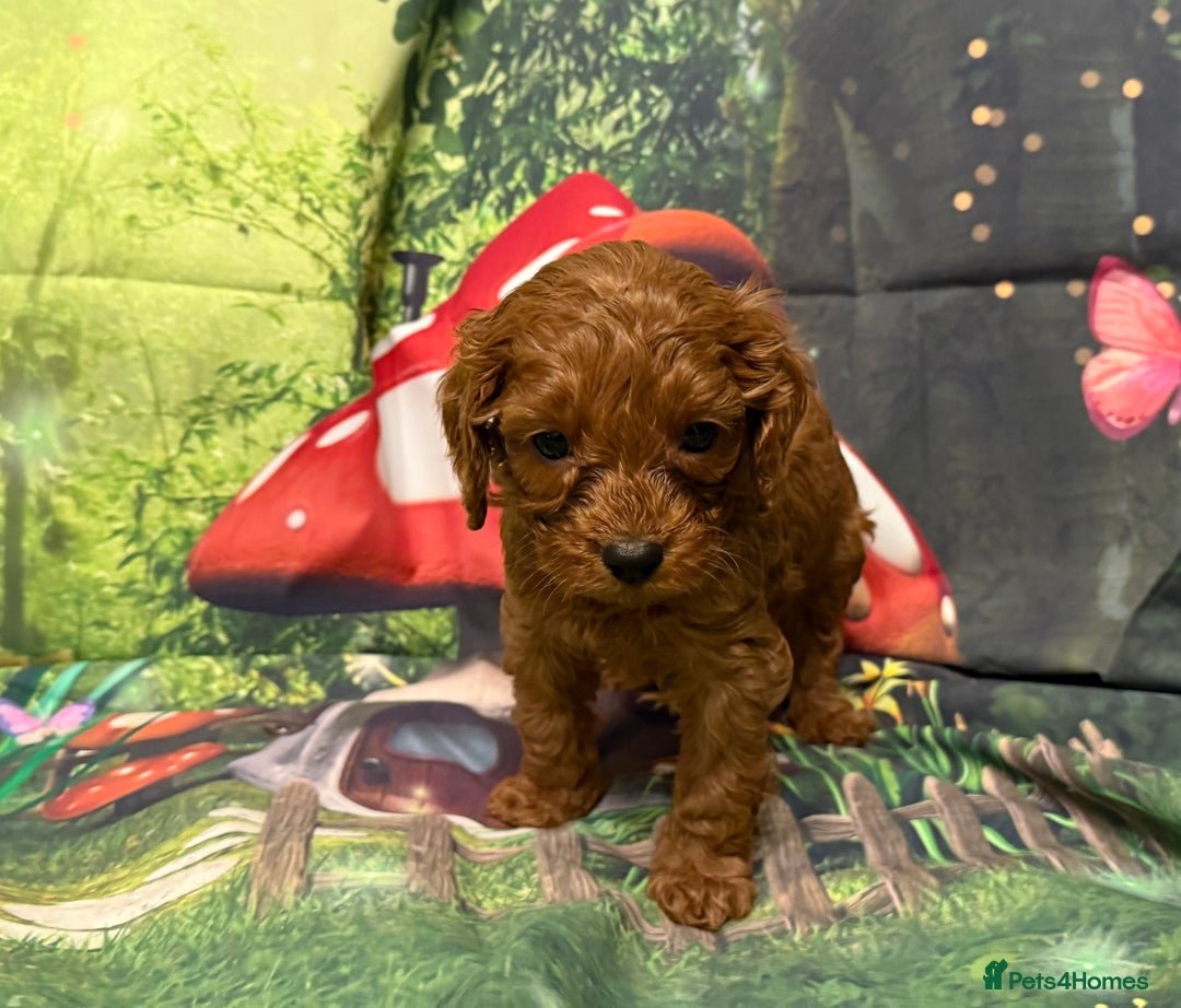 Cavapoo dogs for sale: Lovely litter of F1 Cavapoos - Advert 23