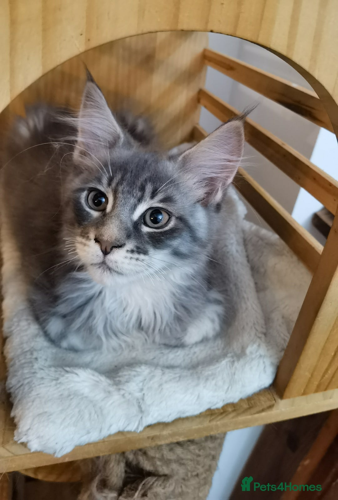 Maine Coon cats for sale: Two beautiful Maine Coon kittens - Image 6
