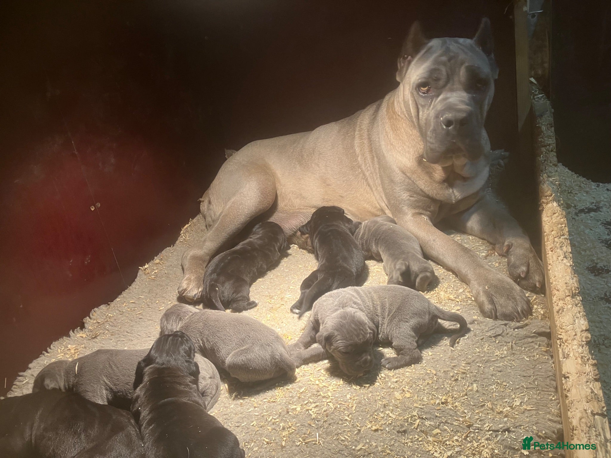 Cane Corso dogs Absolutely stunning Cane Corso’s  - Advert 2