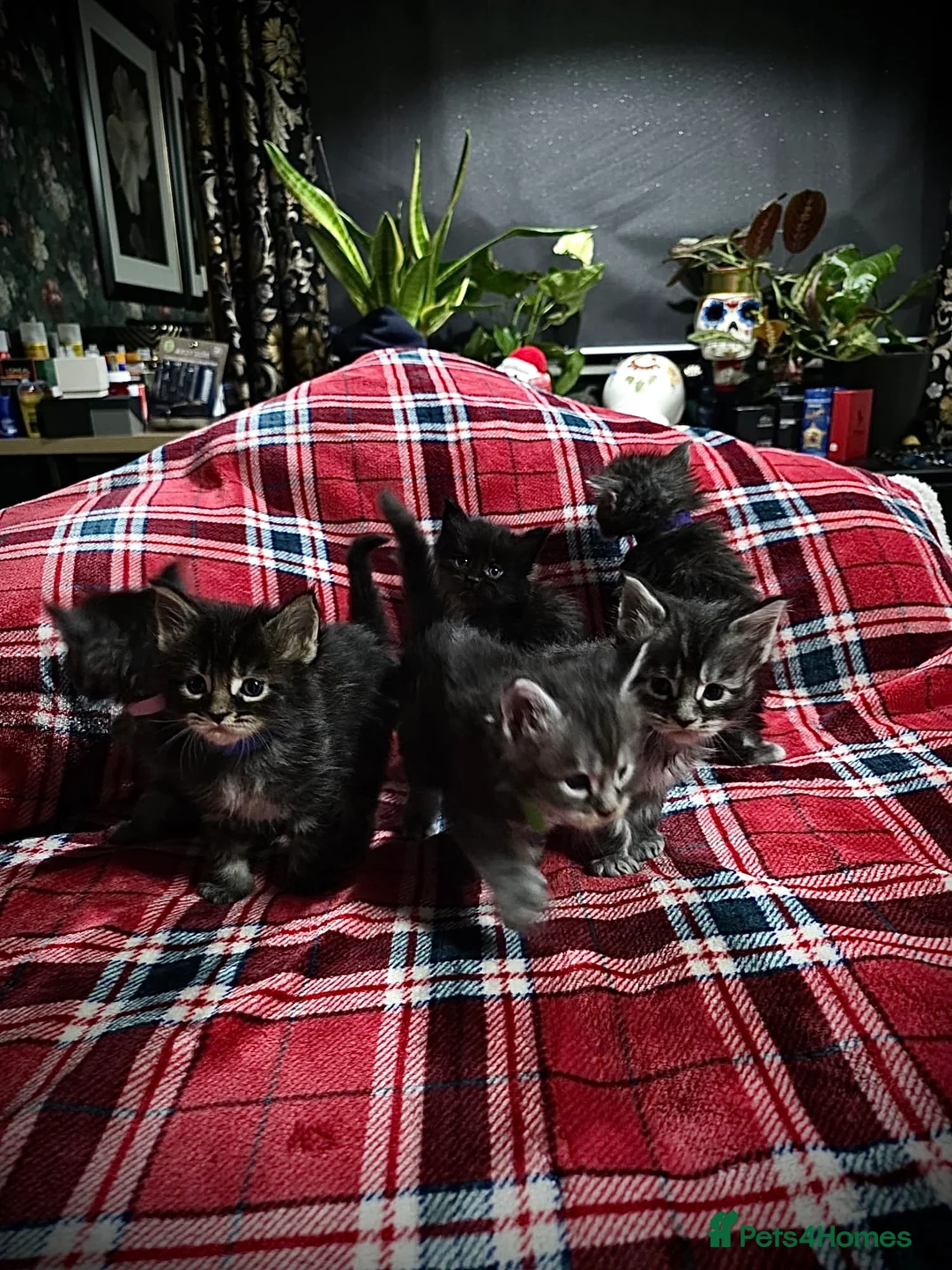 Maine Coon cats for sale: TICA registered Russian lineage Maine coon kittens - Advert 33