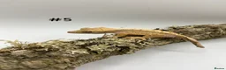 Gecko reptiles for sale: NEW Adult + Juvenile Crested Geckos + Lilly Whites - Advert 10