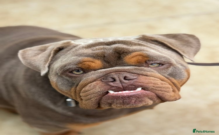 English Bulldog dogs - Advert 6