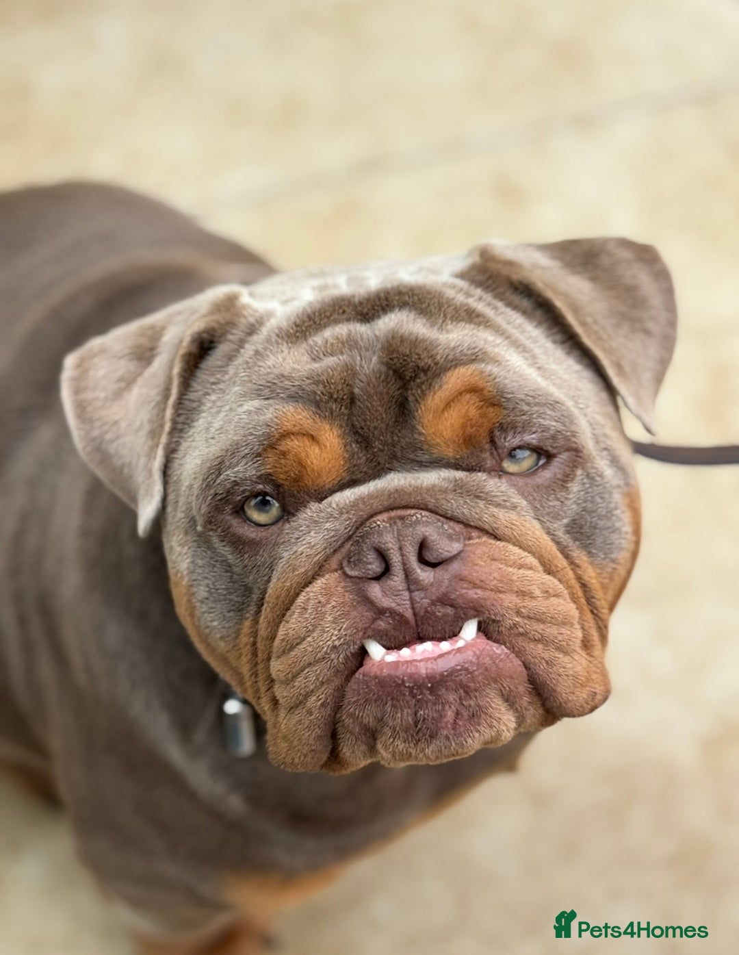 English Bulldog dogs for sale: Experienced bulldog lover wanted! 1 year old  - Image 1