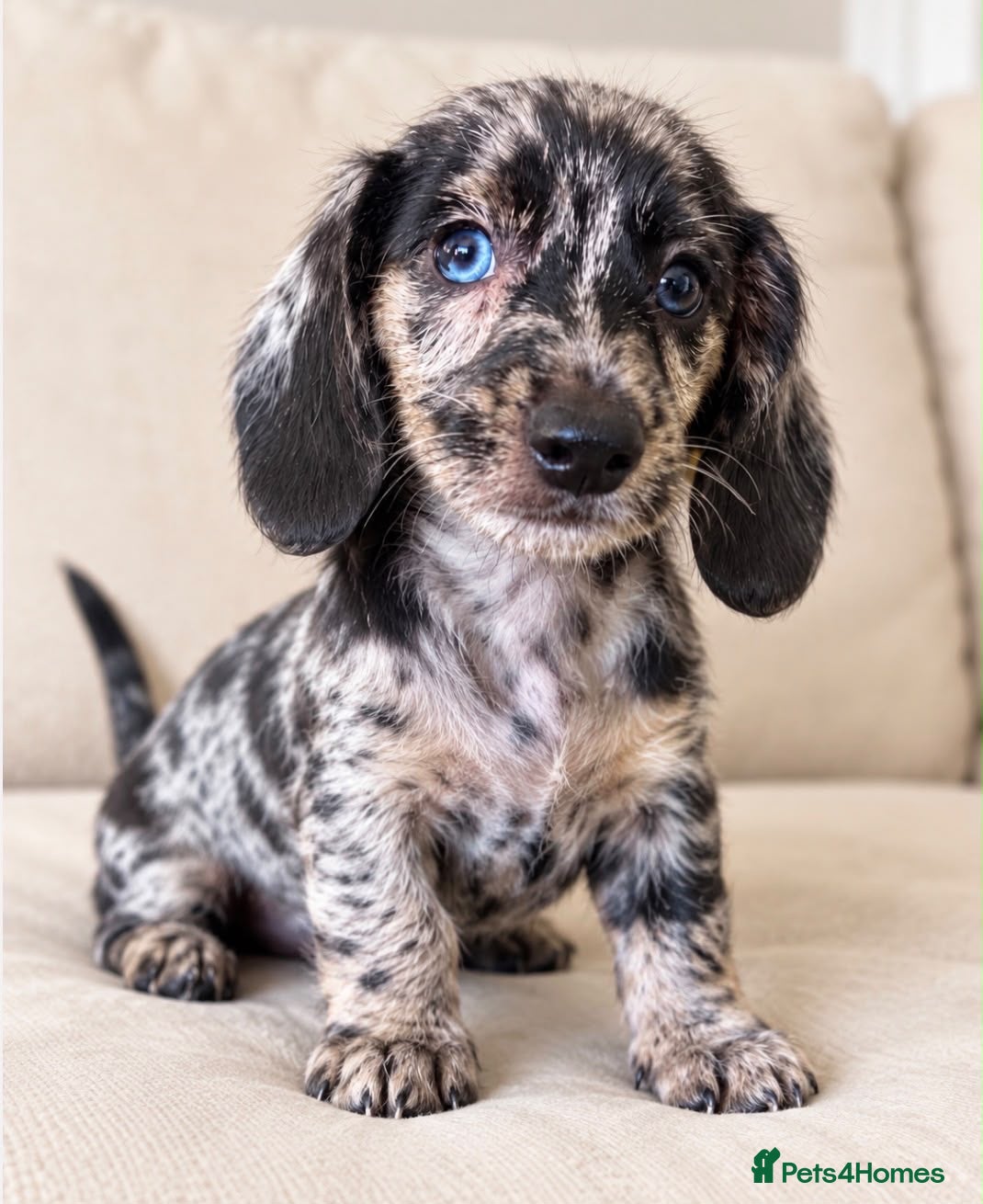 Mixed Breed dogs Gorgeous cheeky dachshund x quarter yorkie pups  - Advert 1