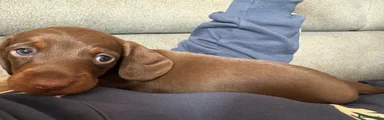 Chocolate boy 