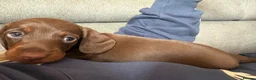 Miniature Dachshund dogs for sale: Beautiful litter of 3 miniature dachshund  - Advert 6