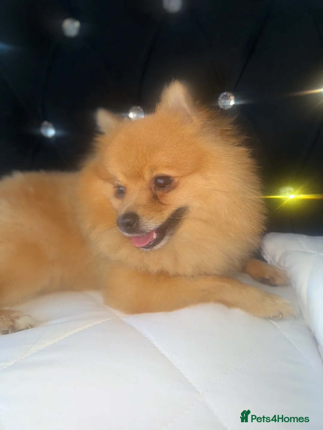 Pomeranian dogs for sale: Pomeranian - Advert 3