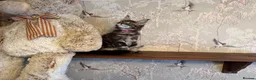 Maine Coon cats for sale: Maine Coon Registered TICA - Advert 13
