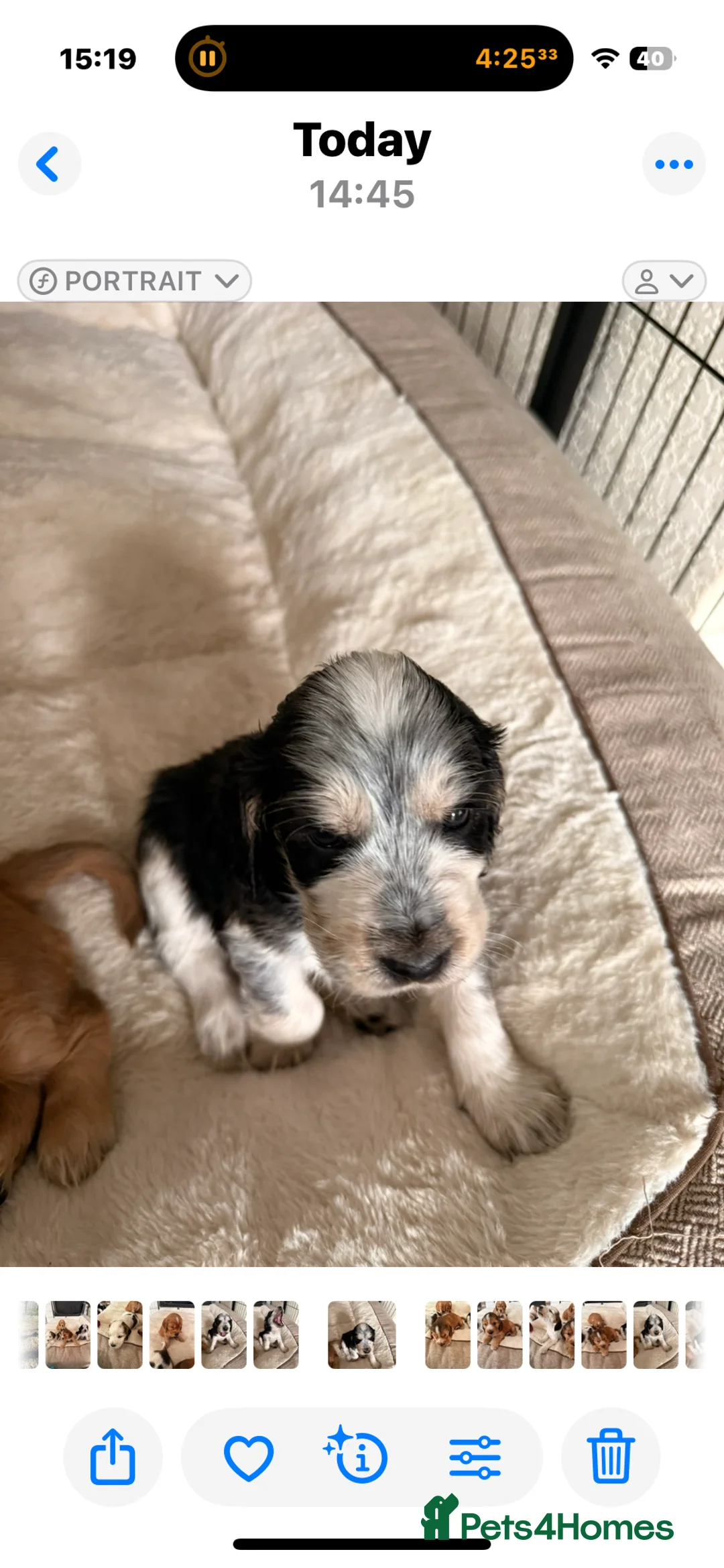 Cocker Spaniel dogs for sale: 5 Stunning Show Cocker Spaniel Pups  - Advert 3