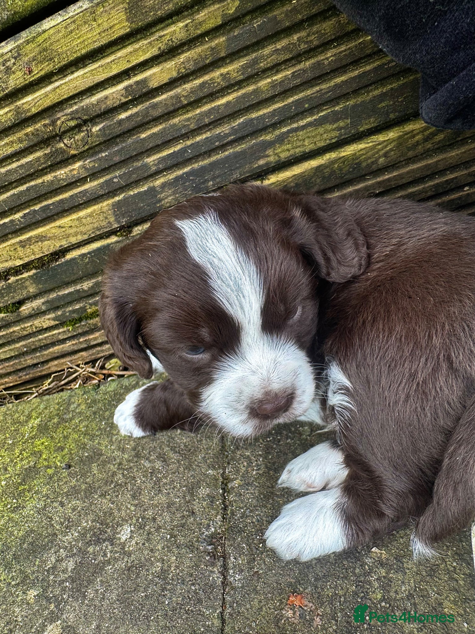 Mixed Breed dogs Chihuahua x Cocker Spaniel puppies cockerhuahua - Advert 4
