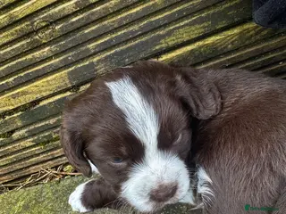 Mixed Breed dogs Chihuahua x Cocker Spaniel puppies cockerhuahua - Advert 4