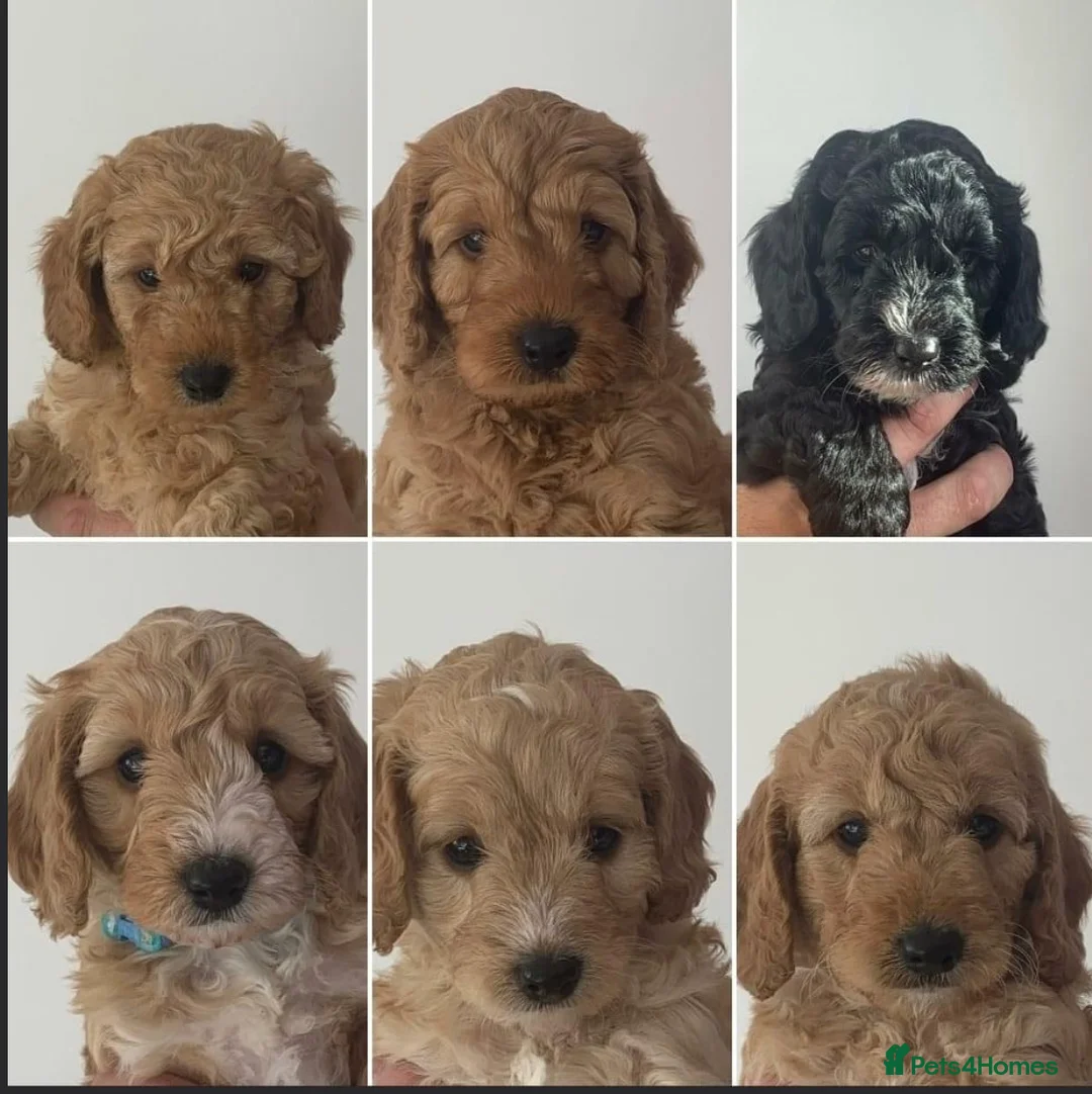 Miniature Poodle dogs for stud: Red Miniature Poodle Stud, KC and health tested in Tonbridge - Advert 5