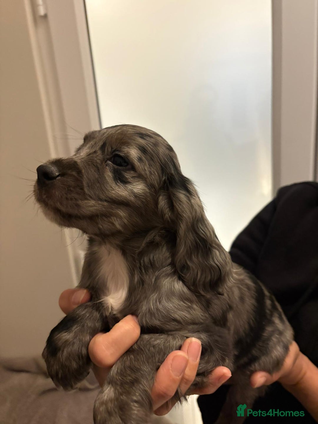 Cocker Spaniel dogs for sale: Show type KC and DNA health tested parents  - Advert 13