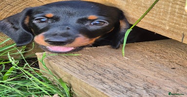 Miniature Dachshund dogs - Advert 8