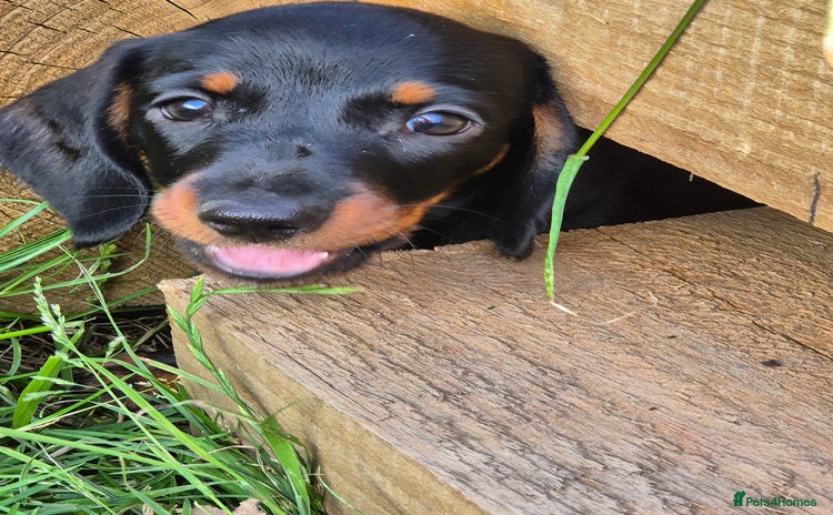 Miniature Dachshund dogs - Advert 1