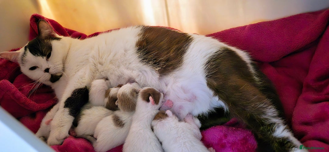 British Shorthair cats for sale: British Shorthair kittens  - Image 7