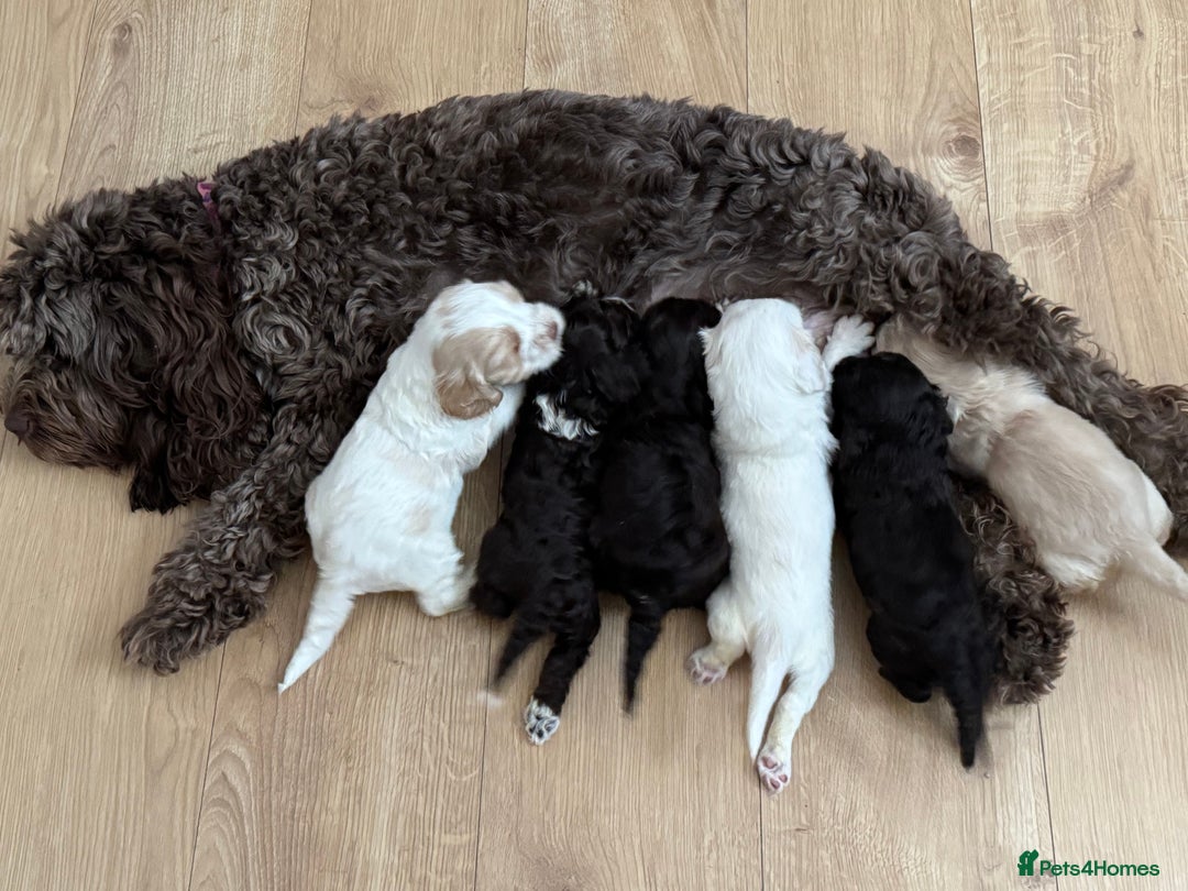 Cockapoo dogs for sale: Two male f3 cockapoos ready now  - Image 8