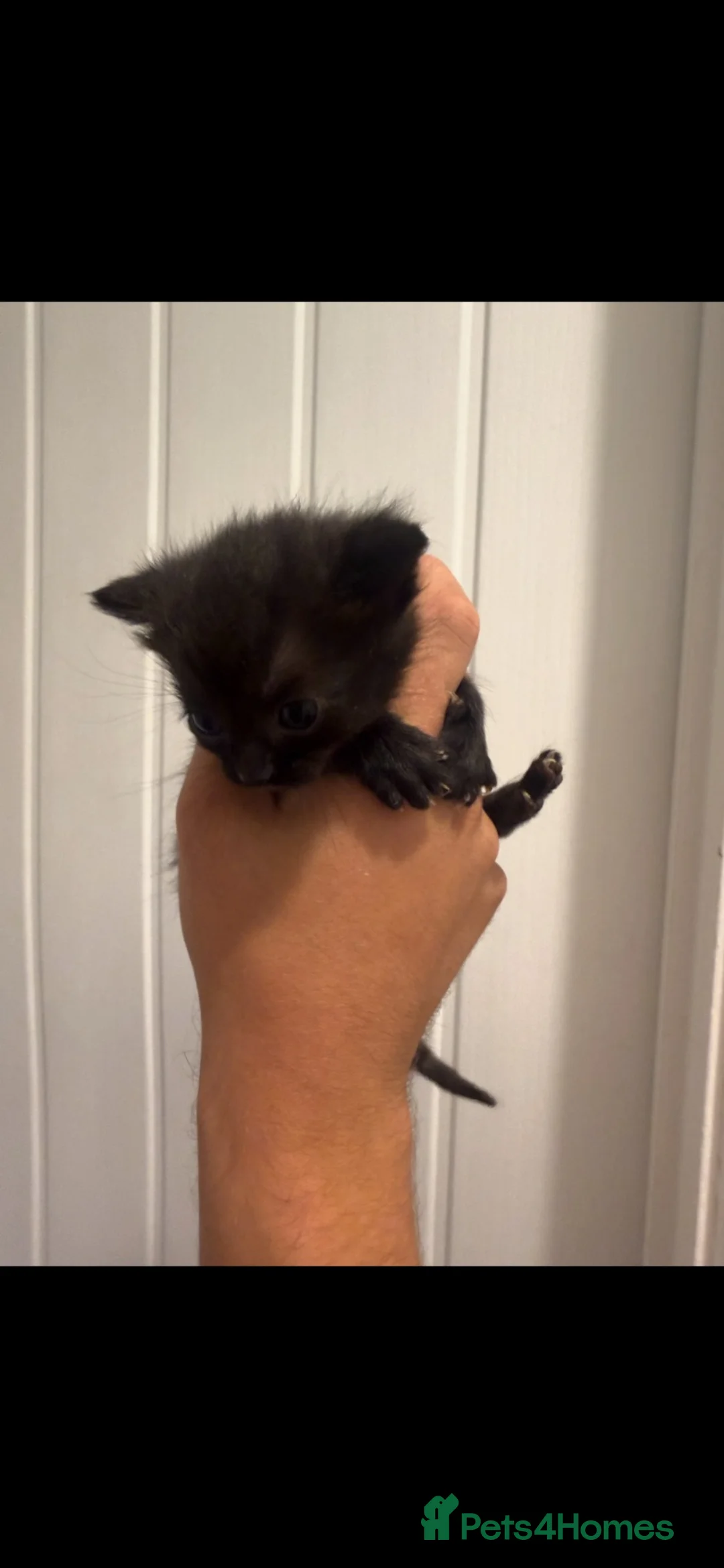 Mixed Breed cats for sale: 2 beautiful female kittens  - Advert 4