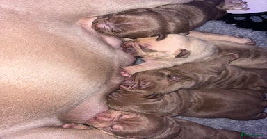 American Bully dogs - Advert 6